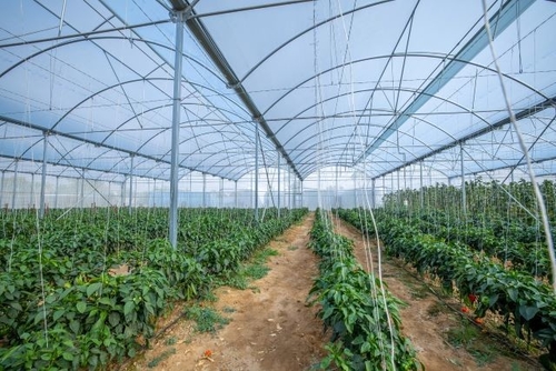 ultimo caso aziendale circa SABIC collabora con IYRIS e NAPCO per creare una soluzione di copertura di serre sostenibile e di alta tecnologia utilizzando polietilene per la produzione alimentare